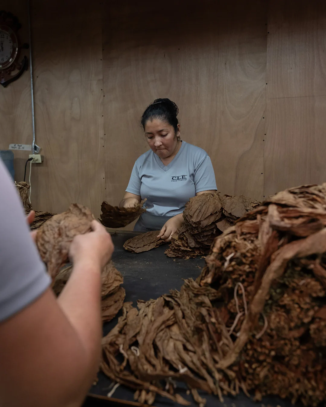 Tobacco leaves sorted by hand at the factory in Honduras