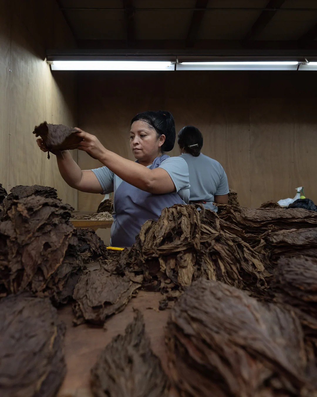 Workers sorting tobacco leaves by hand at the factory